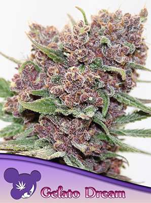 Gelato Dream > Anesia Seeds | Semillas feminizadas  |  Sativa